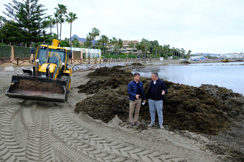 Marbella destina en lo que va de año más de 800.000 euros para retirar cada día de las playas 75 toneladas de algas invasoras
